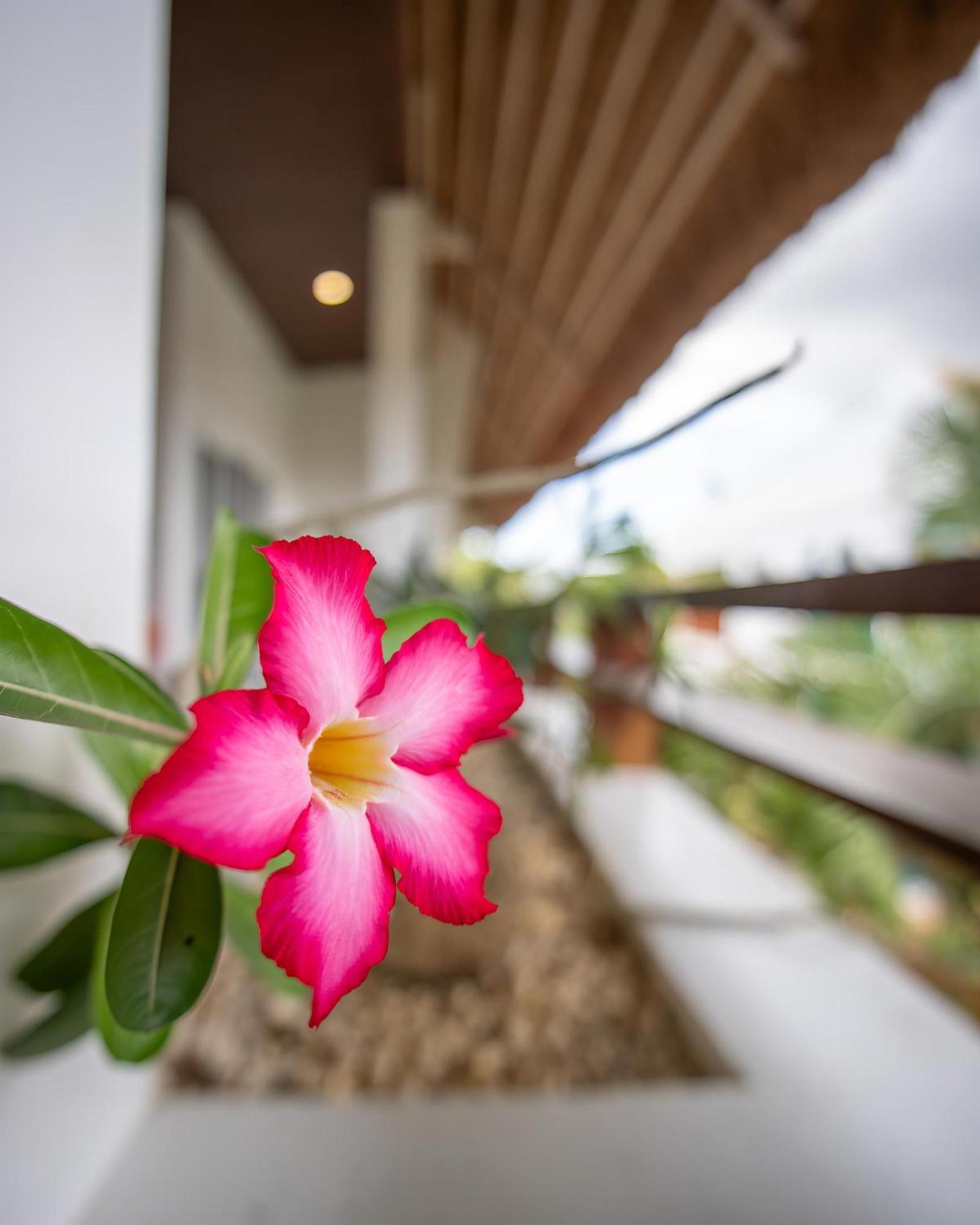 Amihan Resort Panglao-stad Buitenkant foto